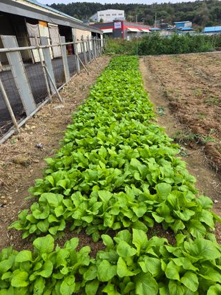 뚜벅이님의 기타작물 · 영농일지 작성글 사진