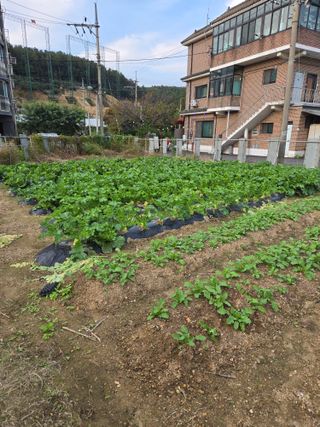 뚜벅이님의 기타작물 · 영농일지 작성글 사진