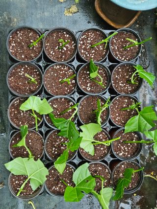 박미라님의 기타작물 · 영농일지 작성글 사진