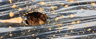 김윤오님의 마늘 · 영농일지 작성글 사진