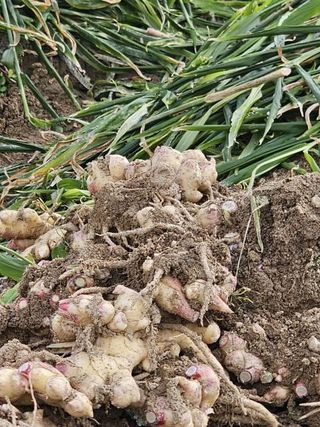 병풍취산채농원님의 기타작물 · 영농일지 작성글 사진