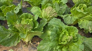 한내님의 기타작물 · 영농일지 작성글 사진