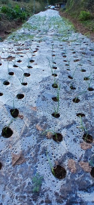 정연섭님의 기타작물 · 영농일지 작성글 사진