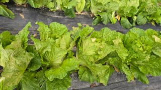 들깨고추아줌마님의 기타작물 · 영농일지 작성글 사진