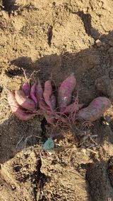 팜모닝 고구마·영농일지 게시글 이미지