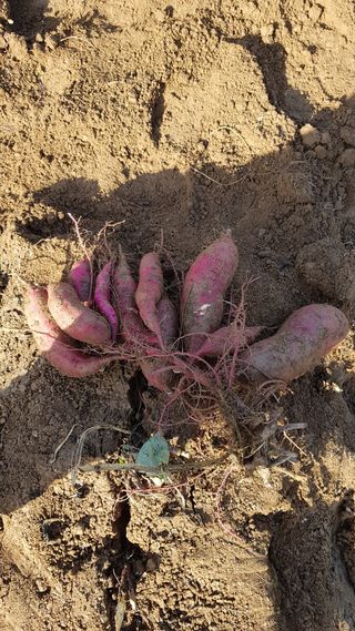 써니님의 고구마 · 영농일지 작성글 사진