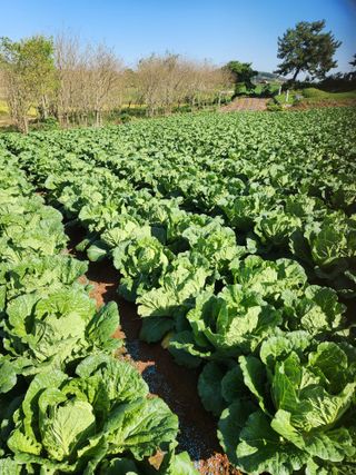 김저팔계님의 배추 · 영농일지 작성글 사진