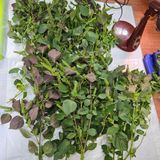 팜모닝 들깨·영농일지 게시글 이미지