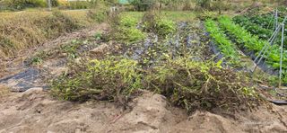 산골아찌님의 들깨 · 영농일지 작성글 사진