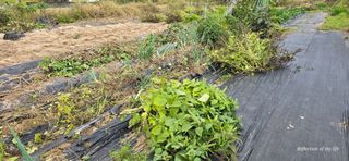 산골아찌님의 들깨 · 영농일지 작성글 사진