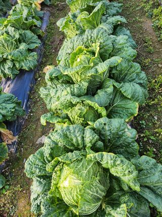 어명순님의 기타작물 · 영농일지 작성글 사진