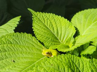 준영농장 출석왕.님의 들깨 · 영농일지 작성글 사진