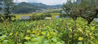 벼3583님의 들깨 · 영농일지 작성글 사진