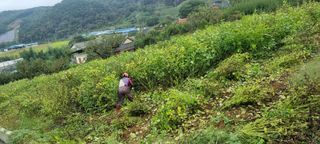 벼3583님의 들깨 · 영농일지 작성글 사진