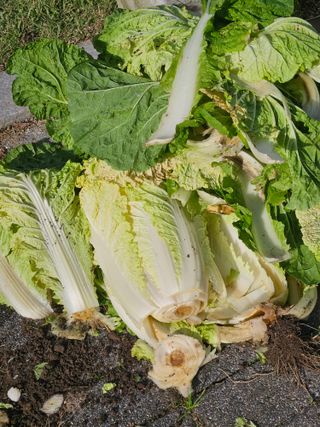 김해열님의 기타작물 · 영농일지 작성글 사진