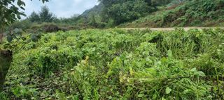 벼3583님의 들깨 · 영농일지 작성글 사진