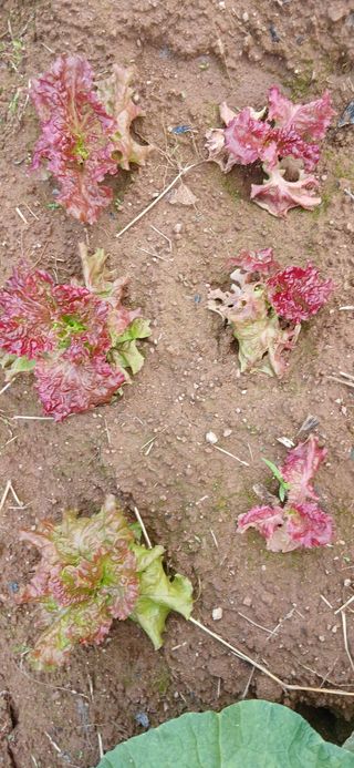 정연섭님의 기타작물 · 영농일지 작성글 사진