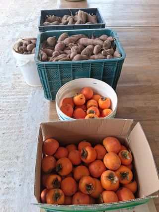 양파15542님의 고구마 · 영농일지 작성글 사진