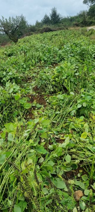 벼3583님의 들깨 · 영농일지 작성글 사진