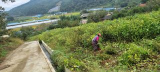 벼3583님의 들깨 · 영농일지 작성글 사진