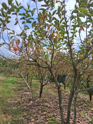 양파15542님의 고구마 · 영농일지 작성글 사진