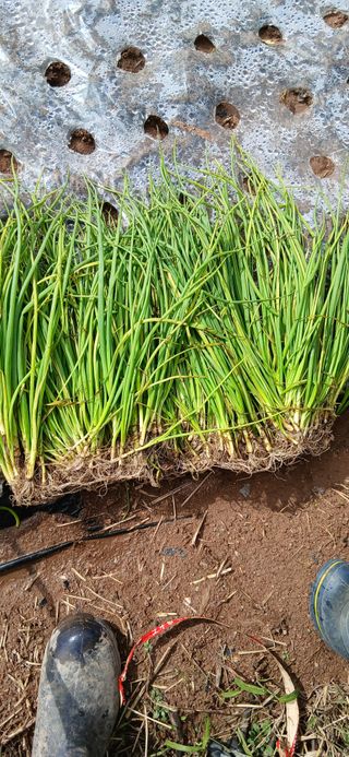 정연섭님의 기타작물 · 영농일지 작성글 사진