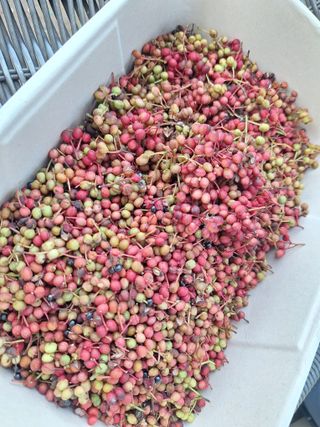 레인보우가든님의 기타작물 · 영농일지 작성글 사진