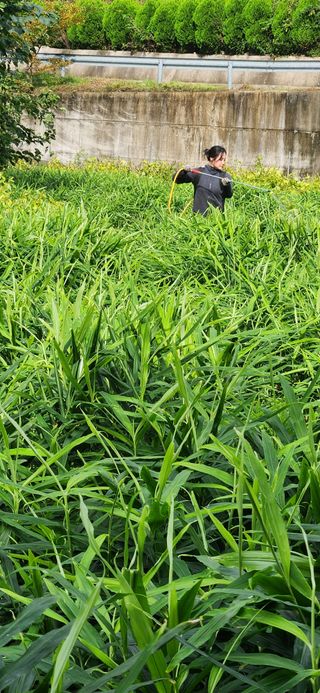 최군환님의 기타작물 · 영농일지 작성글 사진