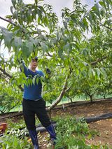 팜모닝 복숭아·영농일지 게시글 이미지