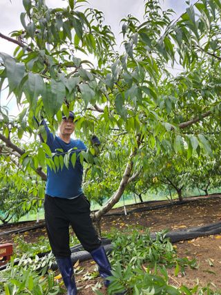 김인하님의 복숭아 · 영농일지 작성글 사진