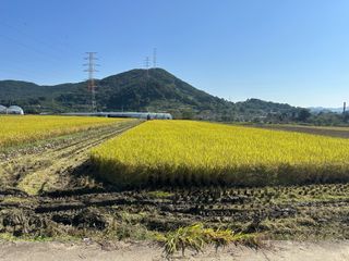 단감대봉시금치당님의 벼 · 영농일지 작성글 사진