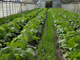 윤자용11대임후회장님의 배추 · 영농일지 작성글 사진