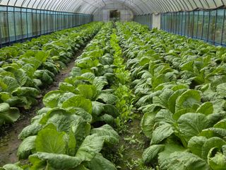 윤자용11대임후회장님의 배추 · 영농일지 작성글 사진