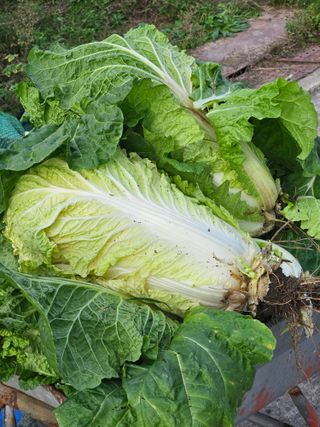 김해열님의 기타작물 · 영농일지 작성글 사진