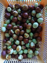 팜모닝 기타작물·영농일지 게시글 이미지