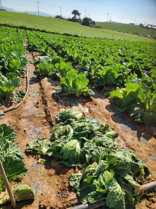 김저팔계님의 배추 · 영농일지 작성글 사진