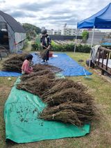 팜모닝 들깨·영농일지 게시글 이미지