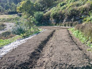 한골머스마님의 마늘 · 영농일지 작성글 사진