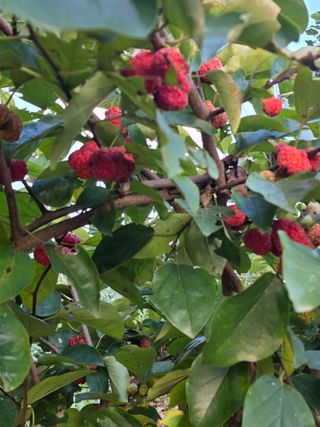 두레연님의 기타작물 · 영농일지 작성글 사진