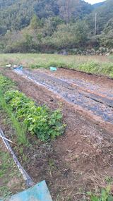 팜모닝 양파·영농일지 게시글 이미지