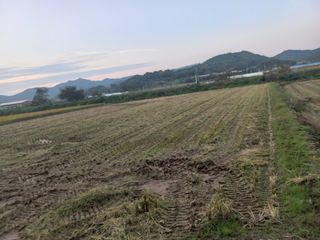 포도7969님의 벼 · 영농일지 작성글 사진