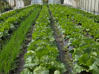 윤자용11대임후회장님의 배추 · 영농일지 작성글 사진