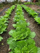 팜모닝 배추·영농일지 게시글 이미지