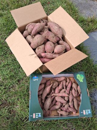 양파15542님의 고구마 · 영농일지 작성글 사진