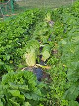 팜모닝 기타작물·영농일지 게시글 이미지