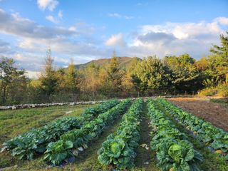 어명순님의 기타작물 · 영농일지 작성글 사진