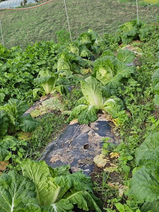 김해열님의 기타작물 · 영농일지 작성글 사진