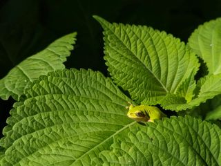 준영농장 출석왕.님의 들깨 · 영농일지 작성글 사진