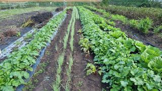 김동명님의 배추 · 영농일지 작성글 사진