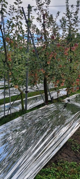 김은희님의 사과 · 영농일지 작성글 사진